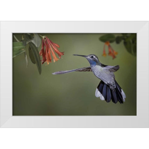 AZ, A blue-throated hummingbird hovers at flower White Modern Wood Framed Art Print by Grall, Don