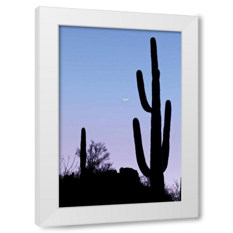 AZ, Tucson Saguaro cactus with crescent moon White Modern Wood Framed Art Print by Paulson, Don