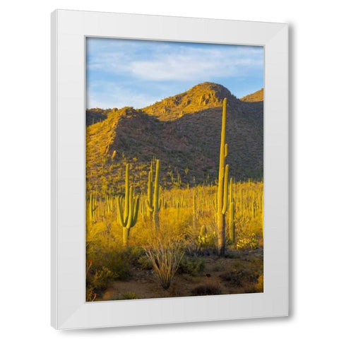 USA, Arizona, Tucson Desert sunset in Saguaro NP White Modern Wood Framed Art Print by Lord, Fred