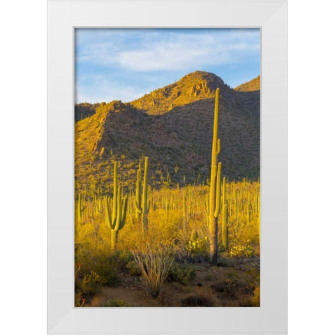 USA, Arizona, Tucson Desert sunset in Saguaro NP White Modern Wood Framed Art Print by Lord, Fred