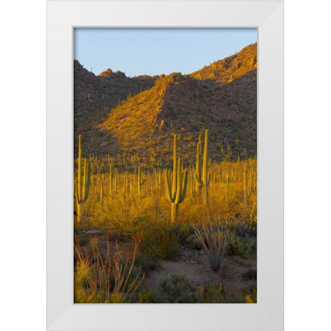 USA, Arizona, Tucson Desert sunset in Saguaro NP White Modern Wood Framed Art Print by Lord, Fred