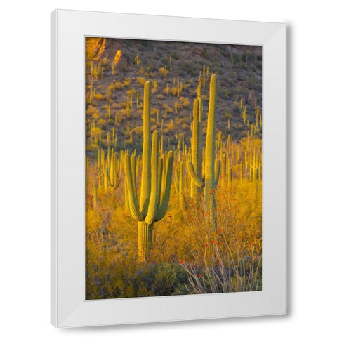 USA, Arizona, Tucson Desert sunset in Saguaro NP White Modern Wood Framed Art Print by Lord, Fred