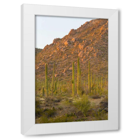 USA, Arizona, Tucson Desert sunset in Saguaro NP White Modern Wood Framed Art Print by Lord, Fred