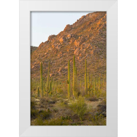 USA, Arizona, Tucson Desert sunset in Saguaro NP White Modern Wood Framed Art Print by Lord, Fred