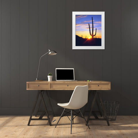 USA, Arizona, A saguaro cactus at sunset White Modern Wood Framed Art Print by Talbot Frank, Christopher