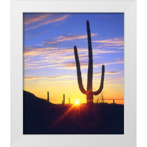 USA, Arizona, A saguaro cactus at sunset White Modern Wood Framed Art Print by Talbot Frank, Christopher