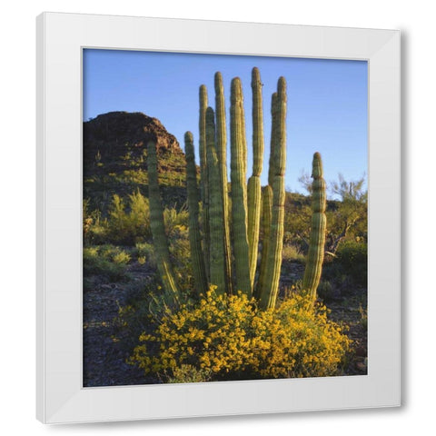 Arizona, Organ Pipe Cactus NM, Organ Pipe Cactus White Modern Wood Framed Art Print by Talbot Frank, Christopher