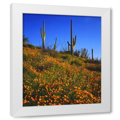 Arizona, Organ Pipe Cactus NM flowers and cacti White Modern Wood Framed Art Print by Talbot Frank, Christopher