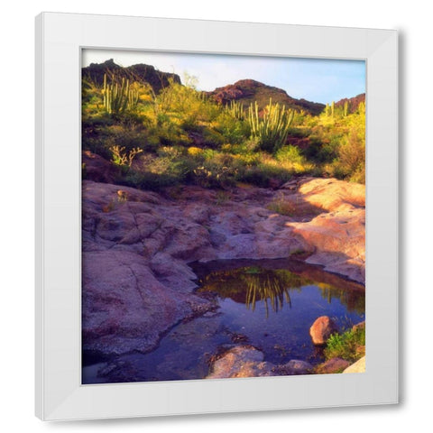 AZ Spring with Organ Pipe cacti along a stream White Modern Wood Framed Art Print by Talbot Frank, Christopher
