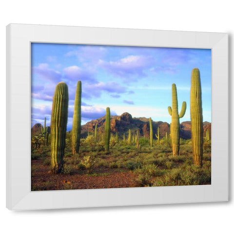 Arizona, Organ Pipe Cactus NM Desert in spring White Modern Wood Framed Art Print by Talbot Frank, Christopher