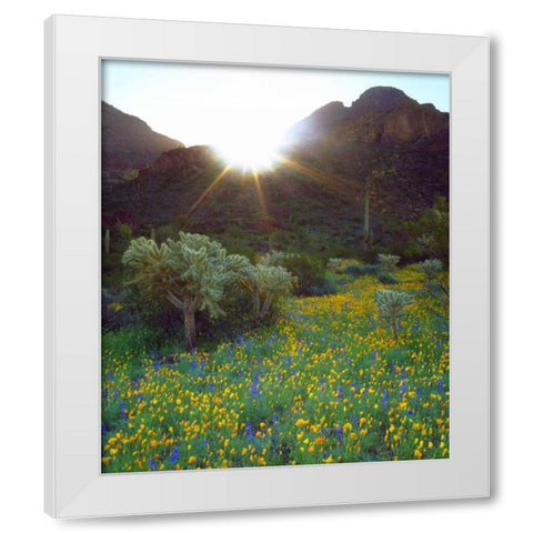 AZ, Organ Pipe Cactus NM Flowers and cacti White Modern Wood Framed Art Print by Talbot Frank, Christopher