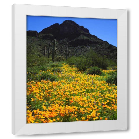 Arizona, Organ Pipe Cactus NM flowers and cacti White Modern Wood Framed Art Print by Talbot Frank, Christopher