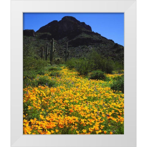 Arizona, Organ Pipe Cactus NM flowers and cacti White Modern Wood Framed Art Print by Talbot Frank, Christopher