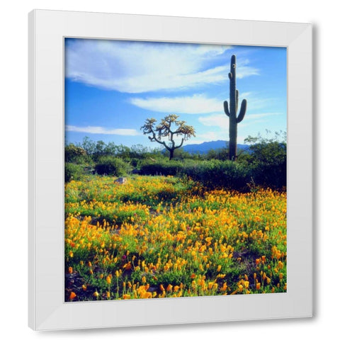Arizona, Organ Pipe Cactus NM flowers and cacti White Modern Wood Framed Art Print by Talbot Frank, Christopher