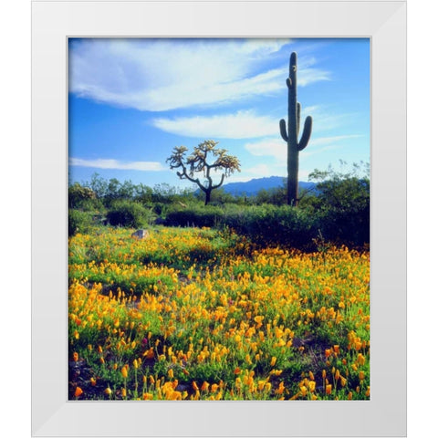 Arizona, Organ Pipe Cactus NM flowers and cacti White Modern Wood Framed Art Print by Talbot Frank, Christopher