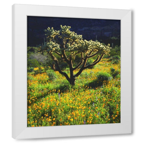 Arizona, Organ Pipe Cactus NM flowers and cacti White Modern Wood Framed Art Print by Talbot Frank, Christopher