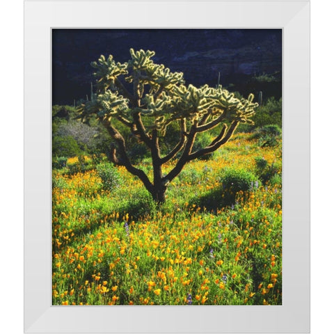 Arizona, Organ Pipe Cactus NM flowers and cacti White Modern Wood Framed Art Print by Talbot Frank, Christopher