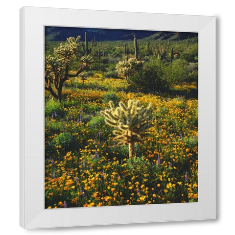 Arizona, Organ Pipe Cactus NM flowers and cacti White Modern Wood Framed Art Print by Talbot Frank, Christopher