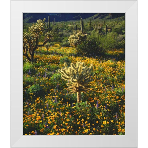 Arizona, Organ Pipe Cactus NM flowers and cacti White Modern Wood Framed Art Print by Talbot Frank, Christopher