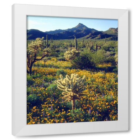 Arizona, Organ Pipe Cactus NM flowers and cacti White Modern Wood Framed Art Print by Talbot Frank, Christopher