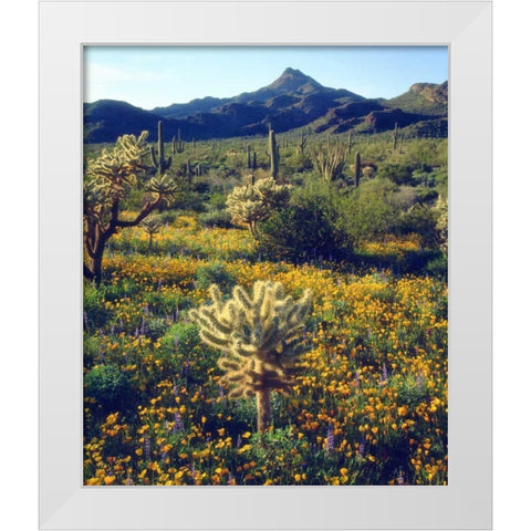 Arizona, Organ Pipe Cactus NM flowers and cacti White Modern Wood Framed Art Print by Talbot Frank, Christopher