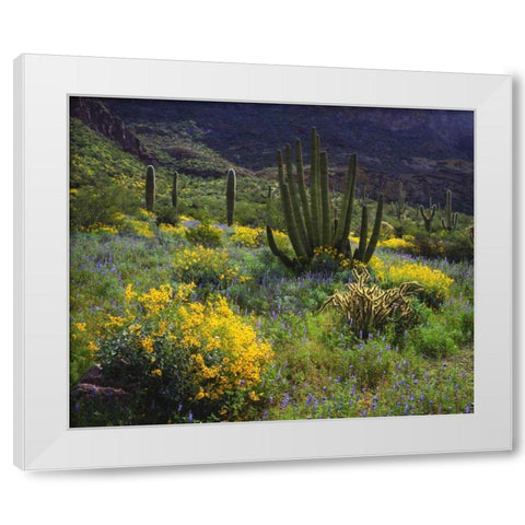 Arizona, Organ Pipe Cactus NM flowers and cacti White Modern Wood Framed Art Print by Talbot Frank, Christopher
