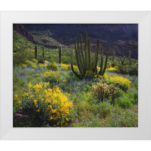 Arizona, Organ Pipe Cactus NM flowers and cacti White Modern Wood Framed Art Print by Talbot Frank, Christopher
