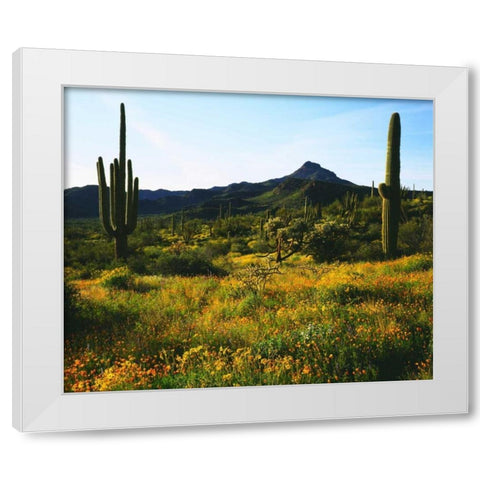 Arizona, Organ Pipe Cactus NM flowers and cacti White Modern Wood Framed Art Print by Talbot Frank, Christopher