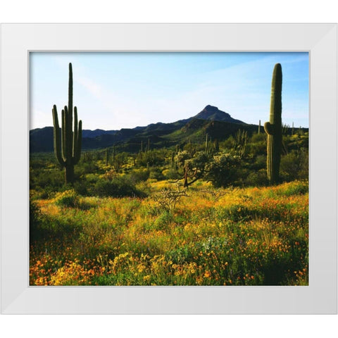 Arizona, Organ Pipe Cactus NM flowers and cacti White Modern Wood Framed Art Print by Talbot Frank, Christopher