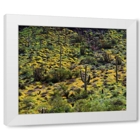 Arizona, Organ Pipe Cactus NM flowers and cacti White Modern Wood Framed Art Print by Talbot Frank, Christopher