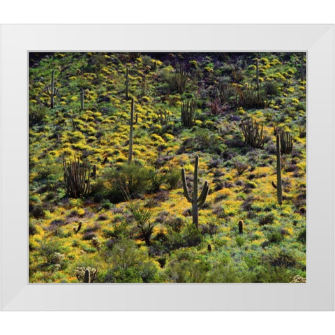 Arizona, Organ Pipe Cactus NM flowers and cacti White Modern Wood Framed Art Print by Talbot Frank, Christopher