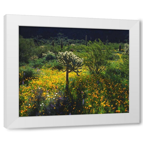 Arizona, Organ Pipe Cactus NM flowers and cacti White Modern Wood Framed Art Print by Talbot Frank, Christopher