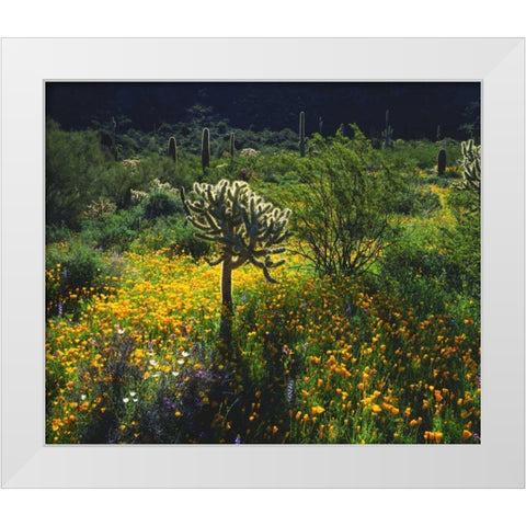 Arizona, Organ Pipe Cactus NM flowers and cacti White Modern Wood Framed Art Print by Talbot Frank, Christopher