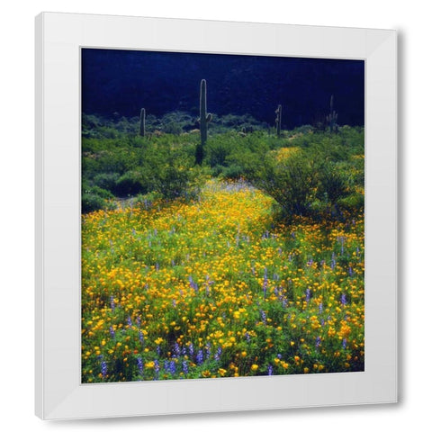 AZ, Organ Pipe Cactus NM flowers and Saguaro White Modern Wood Framed Art Print by Talbot Frank, Christopher