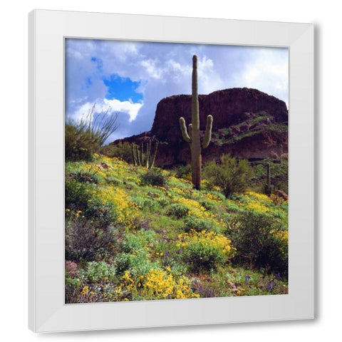 Arizona, Organ Pipe Cactus NM flowers and cacti White Modern Wood Framed Art Print by Talbot Frank, Christopher