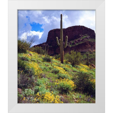 Arizona, Organ Pipe Cactus NM flowers and cacti White Modern Wood Framed Art Print by Talbot Frank, Christopher
