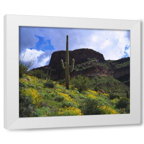 Arizona, Saguaro Cacti in Organ Pipe Cactus NM White Modern Wood Framed Art Print by Talbot Frank, Christopher