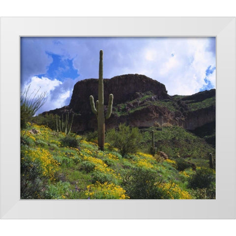 Arizona, Saguaro Cacti in Organ Pipe Cactus NM White Modern Wood Framed Art Print by Talbot Frank, Christopher