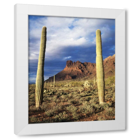 Arizona, Saguaro Cacti in Organ Pipe Cactus NM White Modern Wood Framed Art Print by Talbot Frank, Christopher