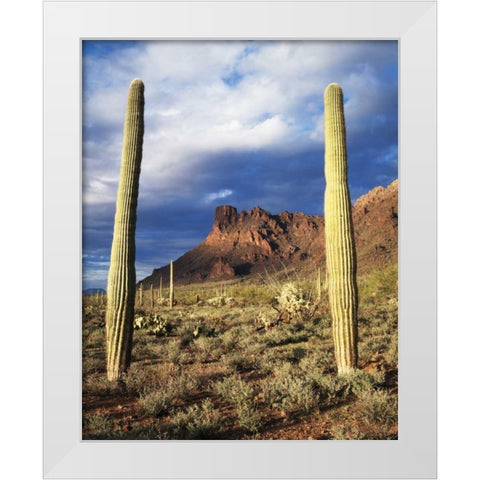 Arizona, Saguaro Cacti in Organ Pipe Cactus NM White Modern Wood Framed Art Print by Talbot Frank, Christopher