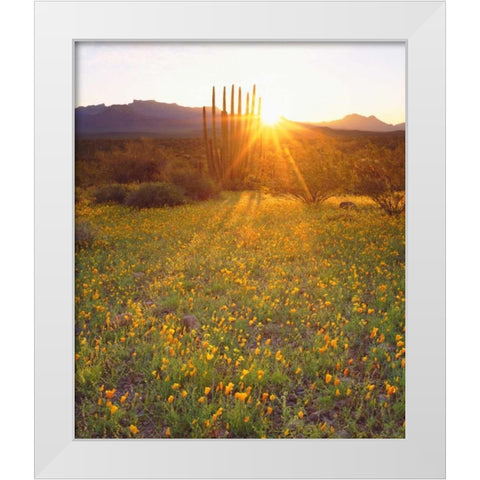 AZ, Organ Pipe Cactus NP, Flowers and cacti White Modern Wood Framed Art Print by Talbot Frank, Christopher