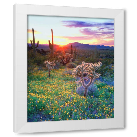 AZ, Organ Pipe Cactus NP, Flowers and cacti White Modern Wood Framed Art Print by Talbot Frank, Christopher