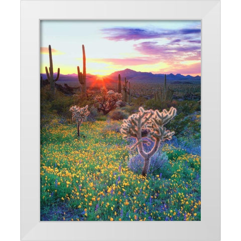 AZ, Organ Pipe Cactus NP, Flowers and cacti White Modern Wood Framed Art Print by Talbot Frank, Christopher