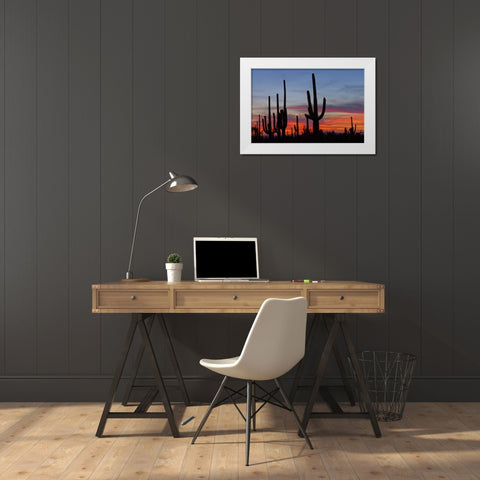 AZ, Sonoran Desert Saguaro cacti and sunset White Modern Wood Framed Art Print by Illg, Cathy and Gordon