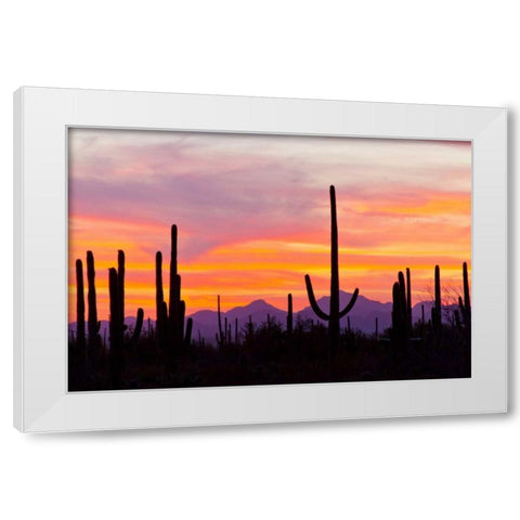 AZ, Sonoran Desert Saguaro cactus at sunset White Modern Wood Framed Art Print by Illg, Cathy and Gordon
