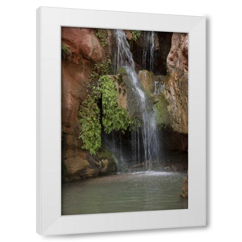 Arizona, Grand Canyon Waterfall at Elves Chasm White Modern Wood Framed Art Print by Grall, Don