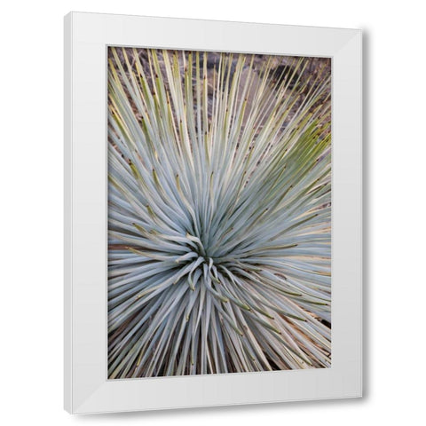 Arizona, Grand Canyon NP Whipples yucca plant White Modern Wood Framed Art Print by Grall, Don