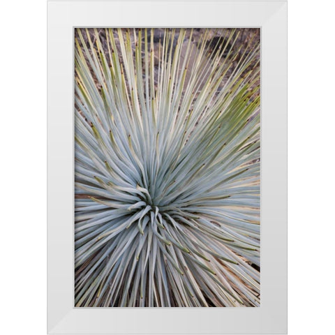 Arizona, Grand Canyon NP Whipples yucca plant White Modern Wood Framed Art Print by Grall, Don