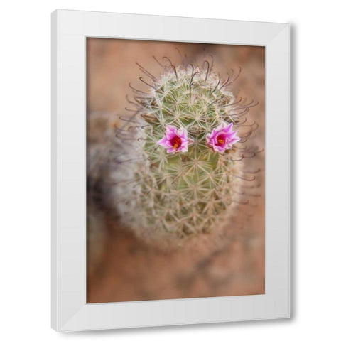 AZ, Grand Canyon, Fishhook cactus with flowers White Modern Wood Framed Art Print by Grall, Don