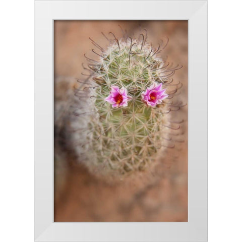 AZ, Grand Canyon, Fishhook cactus with flowers White Modern Wood Framed Art Print by Grall, Don